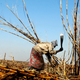 A Mozambiquan sugar worker harvests crops near the capital Maputo.